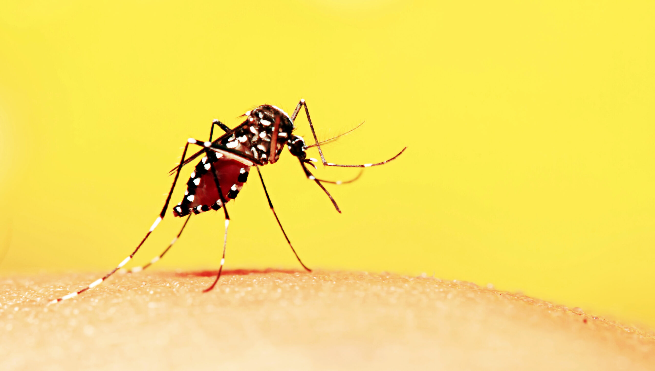 Febre Amarela é uma doença viral grave transmitida por mosquitos silvestres dos gêneros Haemagogus e Sabethes